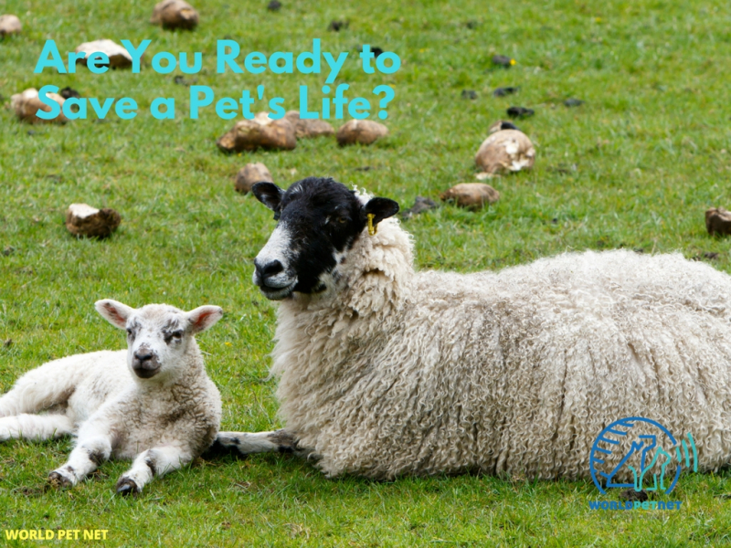 Рэгістрацыя ў дзяржаўнай базе жывёл з мікрачыпам злучанай з WPN